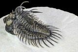 Spiny Comura Trilobite - Top Quality Specimen #108755-5